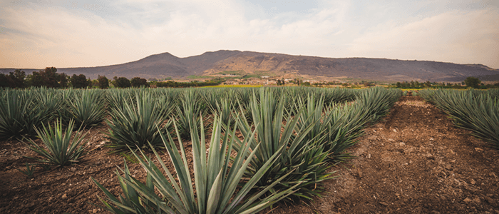 Where is tequila made?
