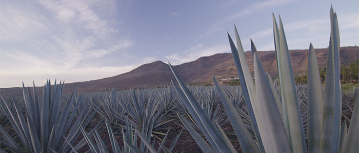 Where did tequila originate?