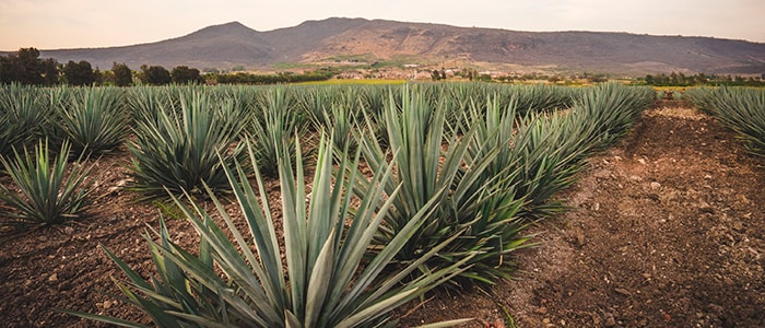 El Alto, 100% agave. El primer blend de tequila Patrón. El 50% de est