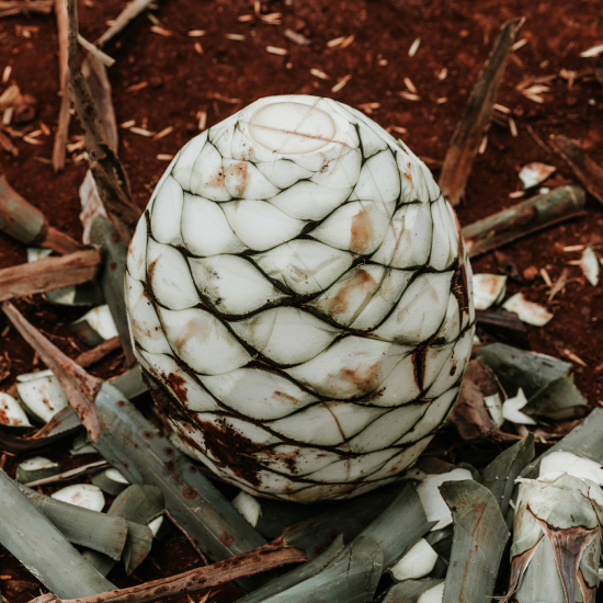 Agave grown follwing GLOBALG.A.P. standards.