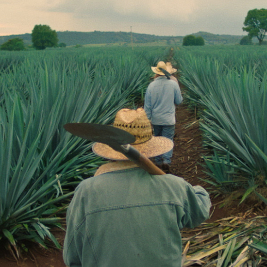 PATRÓN agave farmers who received GLOBALG.A.P. certification