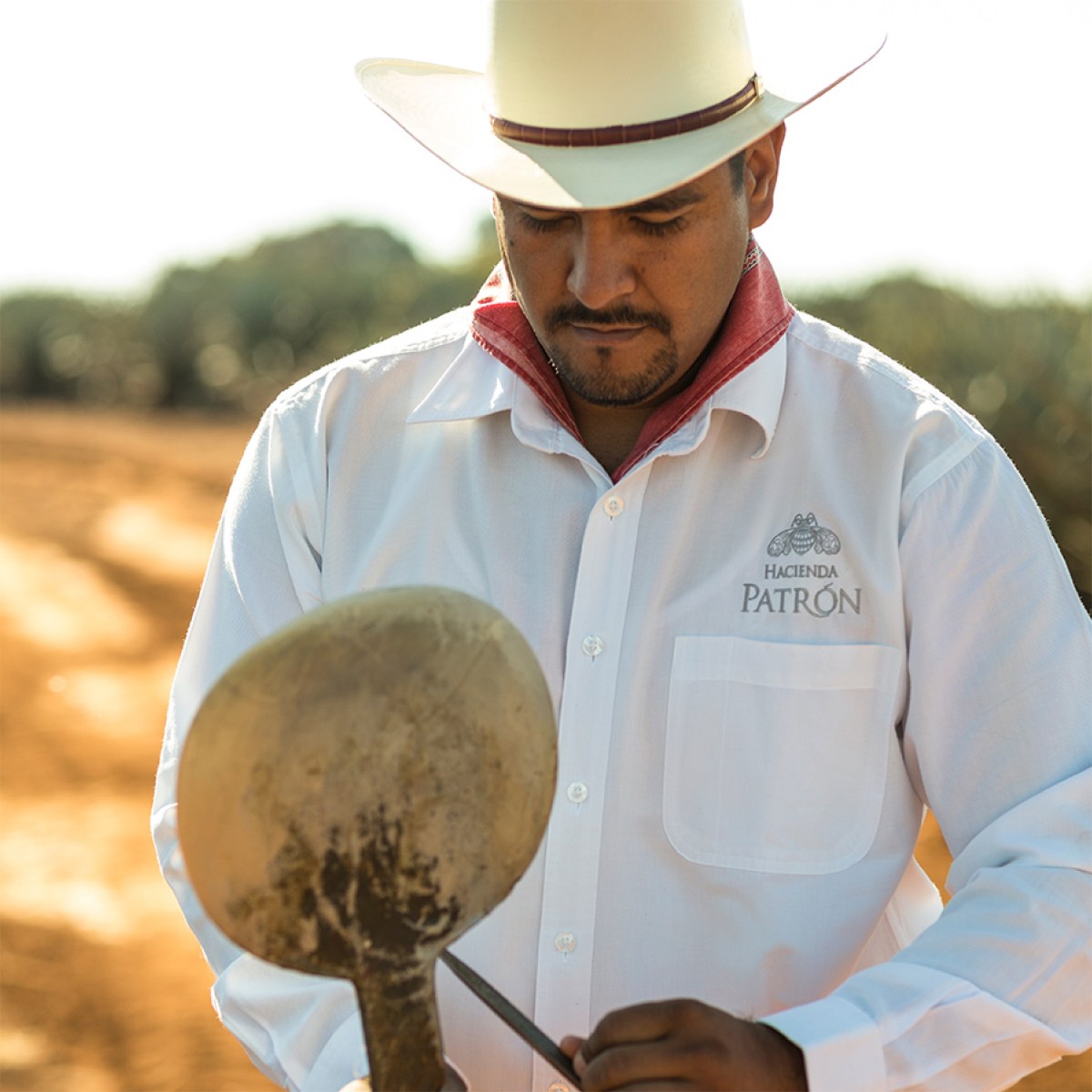 Jimador at the Hacienda Patrön harvesting weber blue agave.